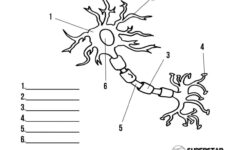 Grab Your Free Printable Neuron Cell Worksheets From