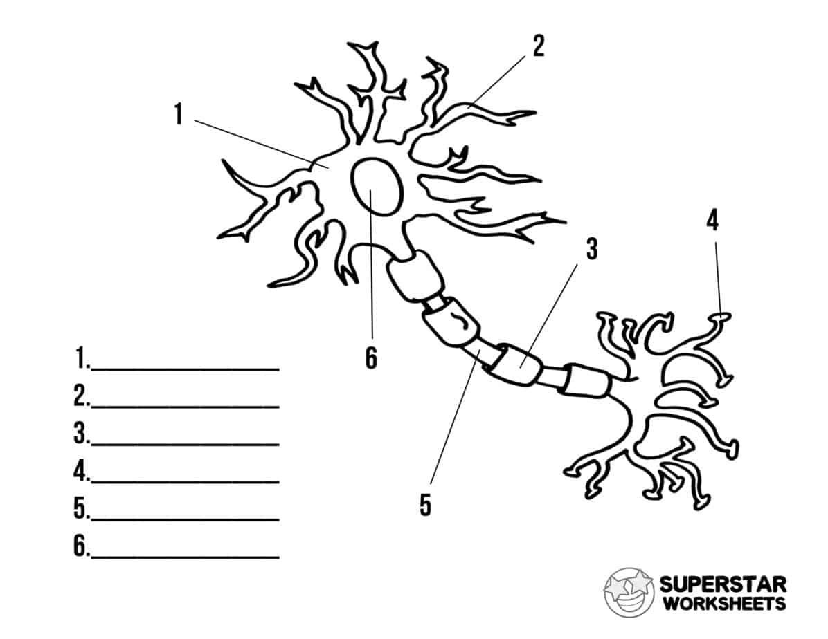 Grab Your Free Printable Neuron Cell Worksheets From 