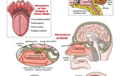 Grade 4 4 LS1 From Molecules To Organisms Structures And Processes
