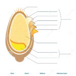 Grain Anatomy Worksheet Vector Illustration Blank Seed Diagram