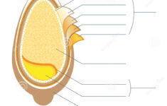 Grain Anatomy Worksheet Vector Illustration Blank Seed Diagram