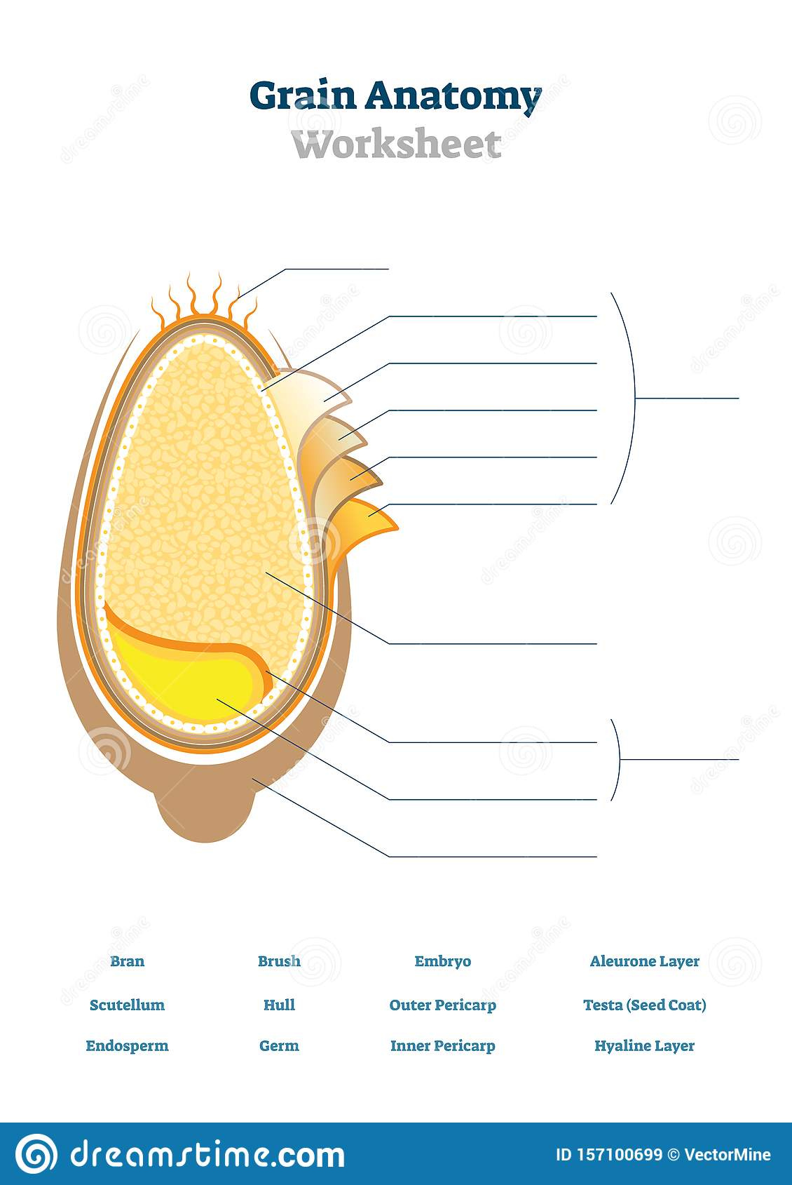 Grain Anatomy Worksheet Vector Illustration Blank Seed Diagram 
