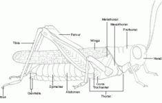 Grasshopper Arthropods Biology Worksheet Zoology Lessons