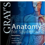 Gray S Anatomy For Students 2009 CHM Greys Anatomy Book Anatomy