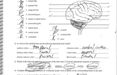 Gross Anatomy Of The Brain And Cranial Nerves Answers UNF StuDocu