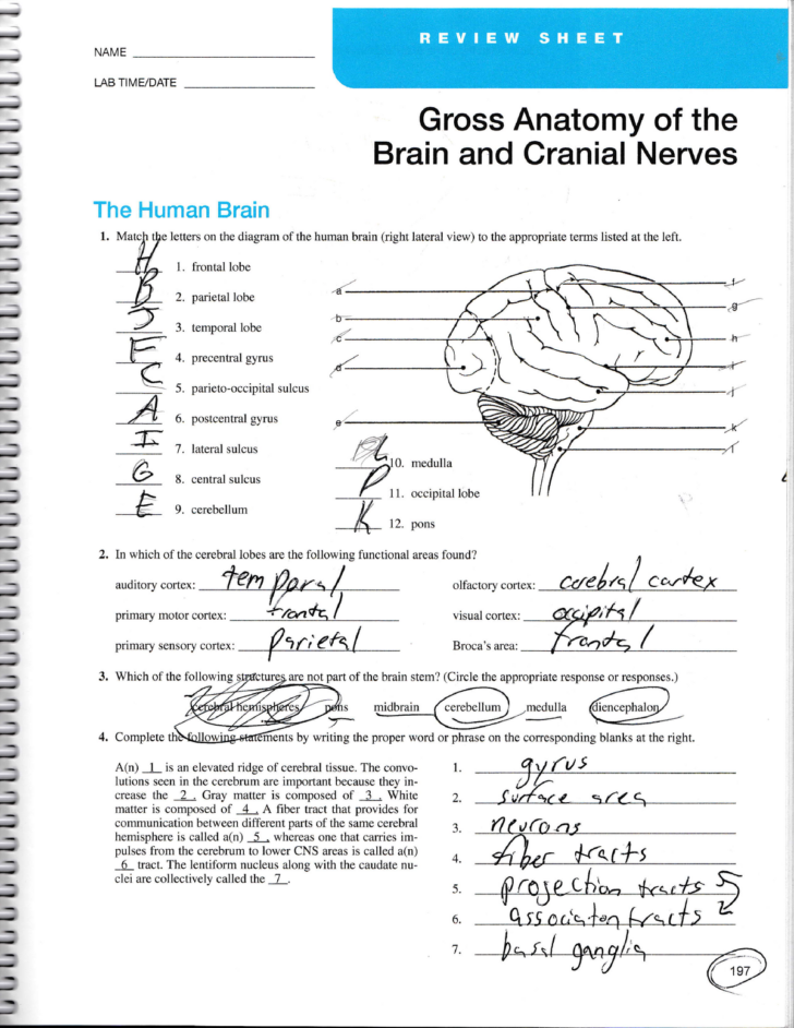 Gross Anatomy Of The Brain And Cranial Nerves Worksheet Answers