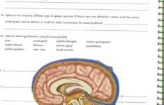 Gross Anatomy Of The Brain And Cranial Nerves Exercise 14