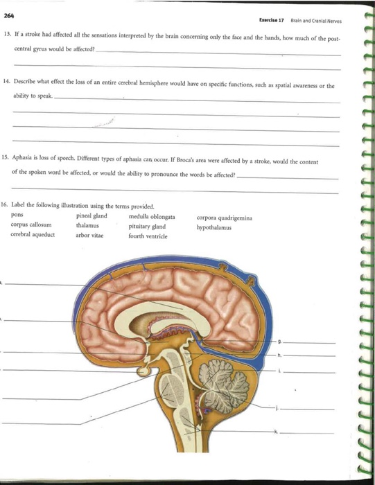 Gross Anatomy Of The Brain And Cranial Nerves Exercise 14