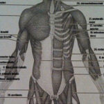 Gross Anatomy Of The Muscular System Review Sheet Exercise 12