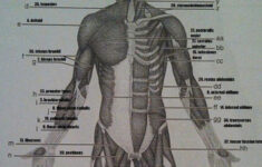 Gross Anatomy Of The Muscular System Review Sheet Exercise 12