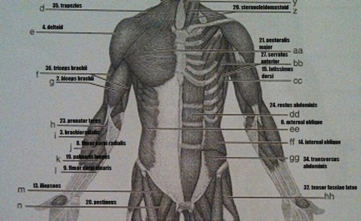 Gross Anatomy Of The Skeletal Muscles Worksheet Answers