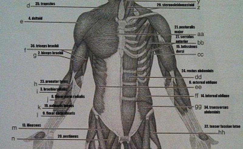 Gross Anatomy Of The Skeletal Muscles Worksheet Answers Anatomy Worksheets