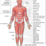 Gross Anatomy Of The Skeletal Muscles The Muscular System Micro And
