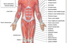 Gross Anatomy Of The Skeletal Muscles The Muscular System Micro And