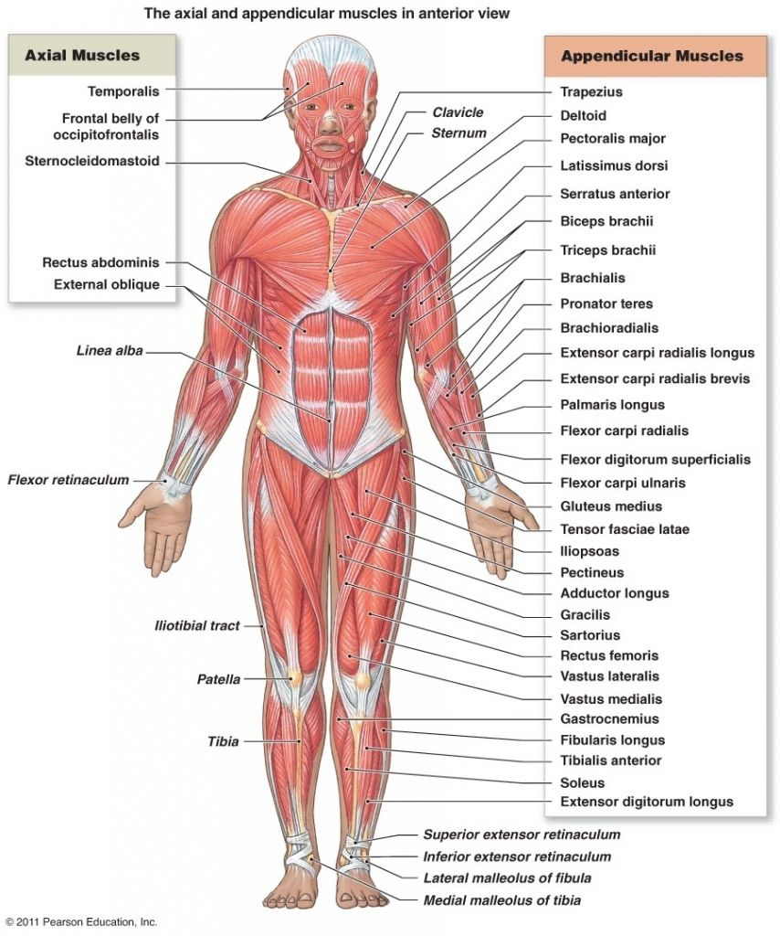 Gross Anatomy Of The Skeletal Muscles The Muscular System Micro And 