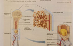 Gross Anatomy Of The Typical Long Bone Basic Anatomy And Physiology