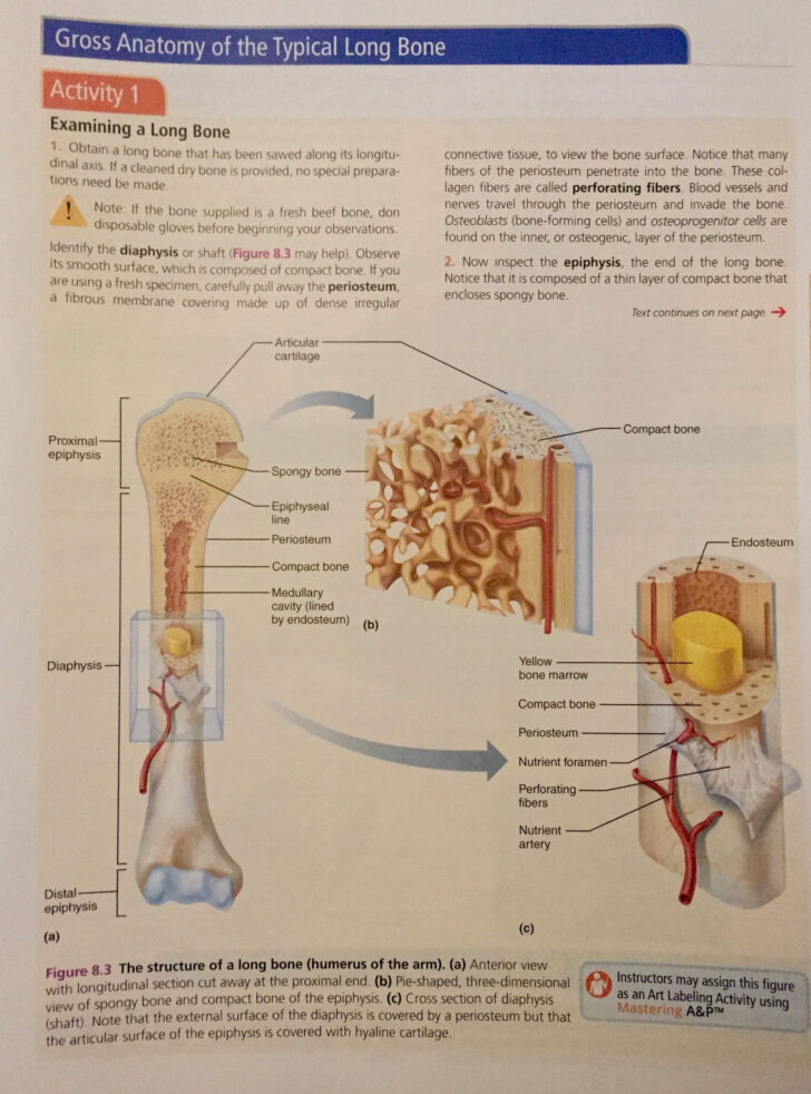 Gross Anatomy Of The Typical Long Bone Worksheet