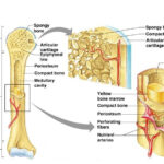 Gross Anatomy Of The Typical Long Bone Structure And Functions Of Bones