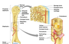Gross Anatomy Of The Typical Long Bone Structure And Functions Of Bones