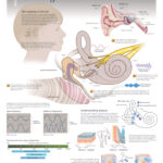 Hearing And Balance Scientific Publishing