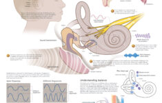 Hearing And Balance Scientific Publishing