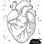 Heart Anatomy Coloring Worksheet Inspirational Heart Drawing Anatomy At