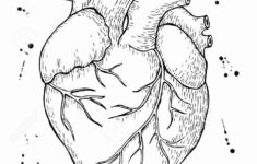 Heart Anatomy Coloring Worksheet Inspirational Heart Drawing Anatomy At