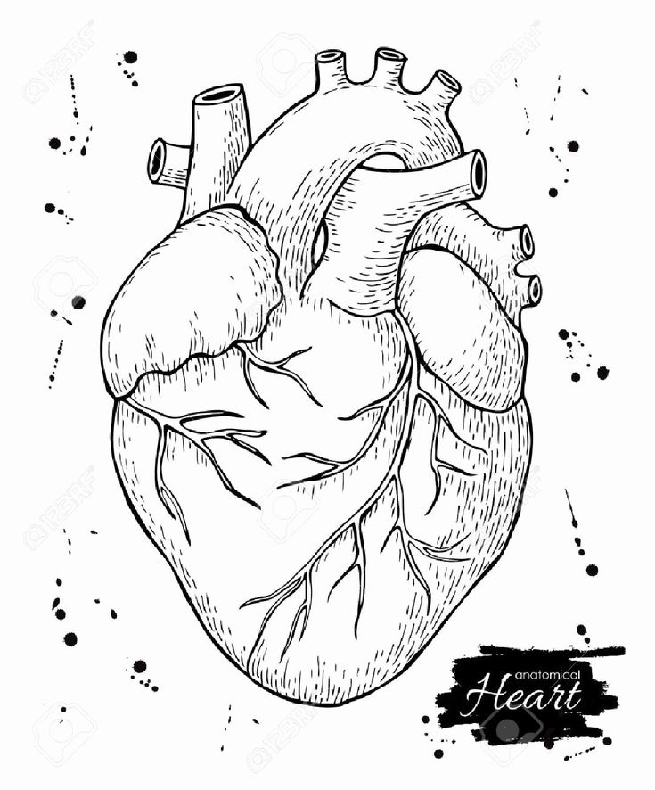 Heart Anatomy Coloring Worksheet Inspirational Heart Drawing Anatomy At 