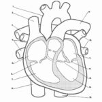 Heart Anatomy Coloring Worksheet Luxury Heart Labeling Internal In 2020