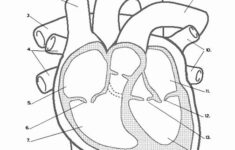 Heart Anatomy Coloring Worksheet Luxury Heart Labeling Internal In 2020