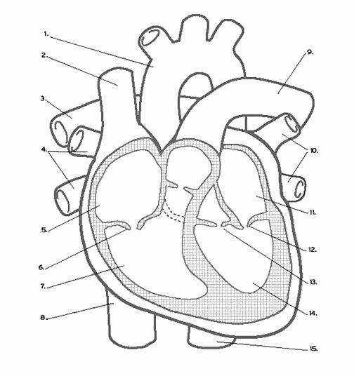 Heart Anatomy Coloring Worksheet Luxury Heart Labeling Internal In 2020 