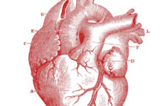 Heart Anatomy Wallpapers Wallpaper Cave