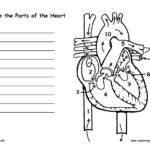 Heart And Blood Flow Labeling Page