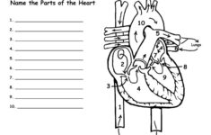 Heart And Blood Flow Labeling Page