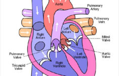 Heart Diagram 15 Free Printable Word Excel EPS PSD Template