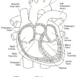 Heart Diagram Labeled Worksheet Google Search Heart Diagram Simple