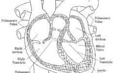 Heart Diagram Labeled Worksheet Google Search Heart Diagram Simple