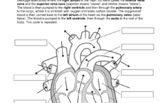 Heart Labeling Worksheet Davezan Structure Of The Heart Worksheet