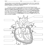 Heart Labeling Worksheet Davezan Structure Of The Heart Worksheet