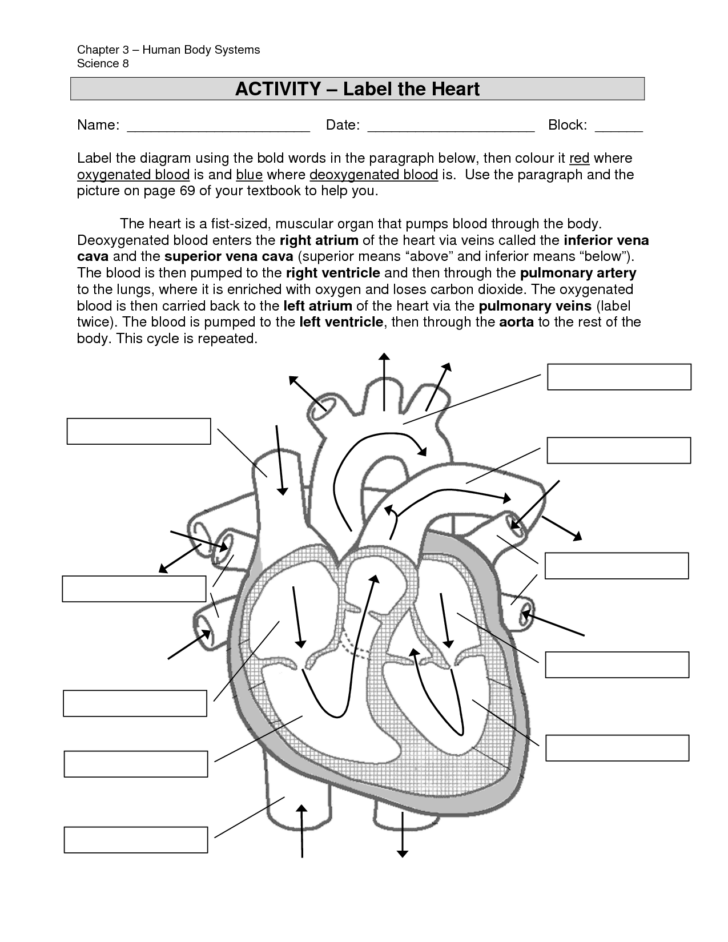 Anatomy Of The Heart Worksheet