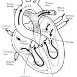 Heart Structure And Blow Flow Within It Anatomy Coloring Pages