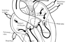 Heart Structure And Blow Flow Within It Anatomy Coloring Pages