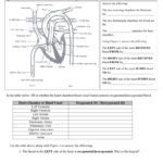 Heart Worksheet