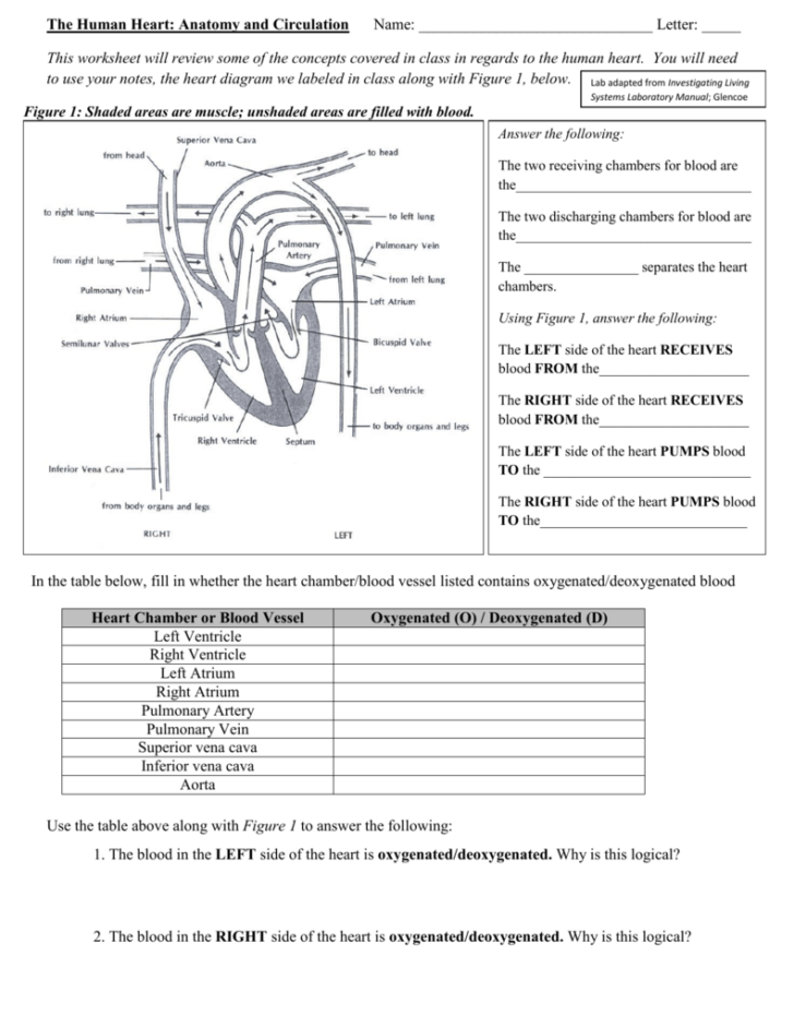 The Human Heart Anatomy And Circulation Worksheet Answers