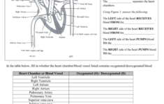 Heart Worksheet