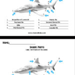 Help Students Learn Shark Anatomy With This Labeling Activity