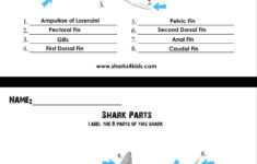 Help Students Learn Shark Anatomy With This Labeling Activity