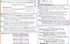 Homeostasis Study Sheet Human Physiology 10 06 16 Medical School
