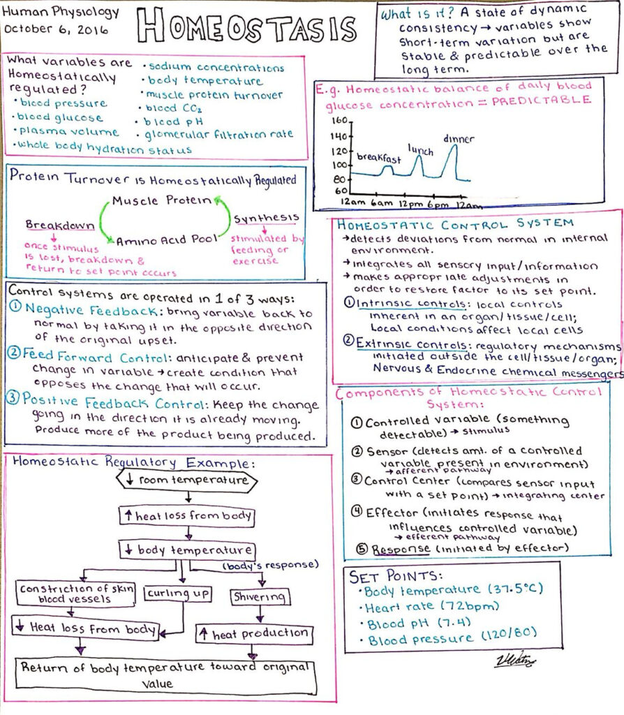 Homeostasis Study Sheet Human Physiology 10 06 16 Medical School ...