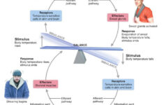 Homeostasis This Diagram Is Another Example Where The Body Internally